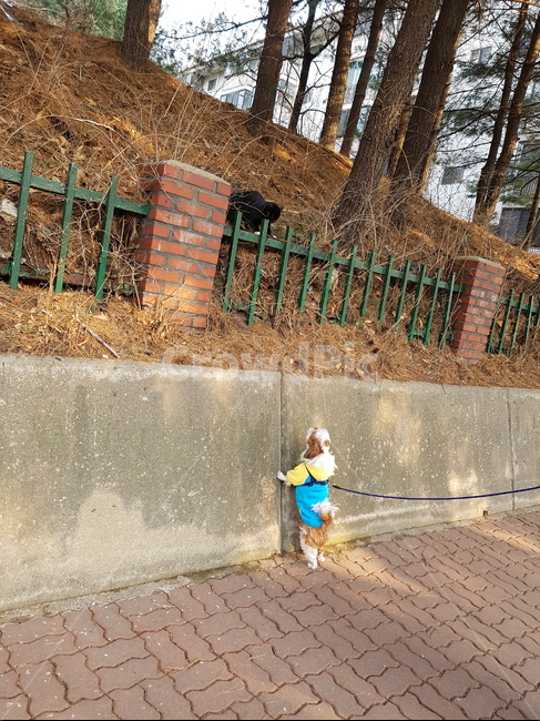 검은고양이,시츄,동물,만남,인사,울타리,산책,나무