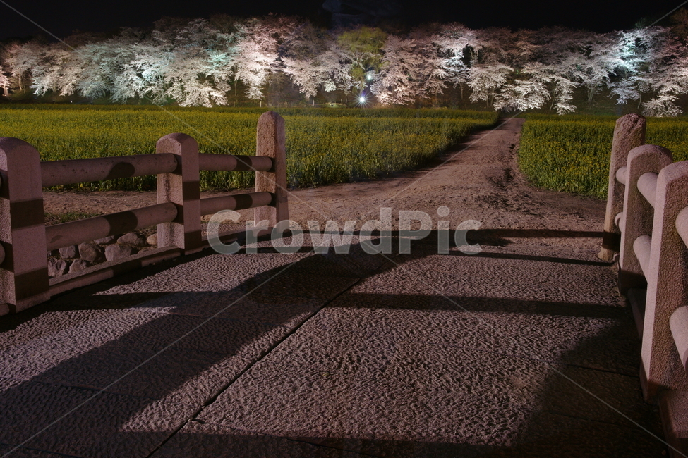 경주,반월성,야경,피러팡,경주야경,봄,계절,spring,season,자연,풍경,nature,landscape,야경,밤,nightscape,night,banister,난간,handrail