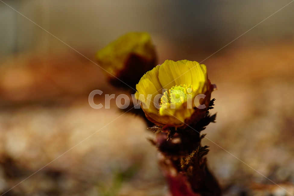 복수초,봄꽃,한국자연,꽃,꽃사진,플라워,flower,봄,spring,식물,plants,자연,nature,풍경,landscape,계절,season,snap,스냅,접사,macro,closeup,클로즈업,감성사진,감성,힐링,healing,느낌,feel,feeling,꽃밭,화단,나무,나뭇가지,tree,꽃봉오리,3월,March,야생화,봄,계절,spring,season,식물,자연,plants,nature,꽃,flower,plant