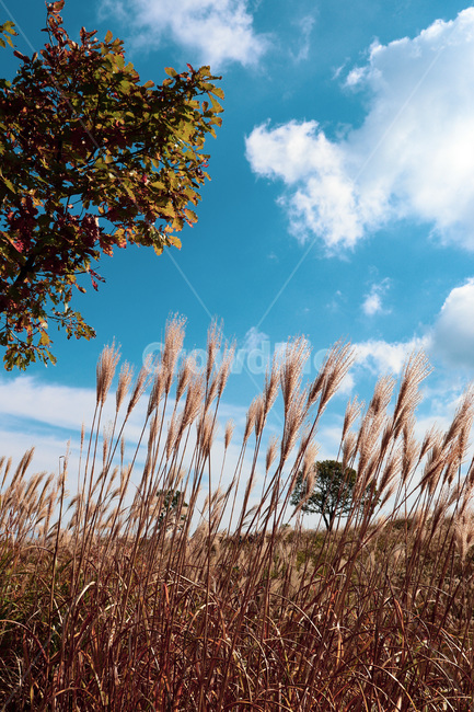 reed,갈대,grass,plant,식물,자연,하늘,nature,sky,blue,식물,자연,plants,nature