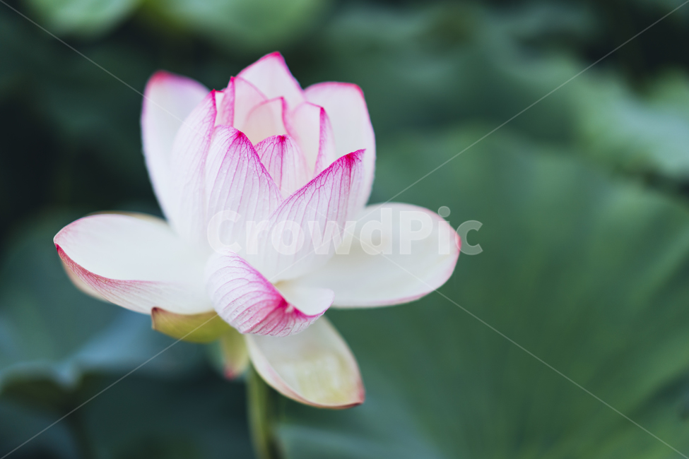 꽃,연꽃,자연,연잎,식물,식물,자연,plants,nature,꽃,flower