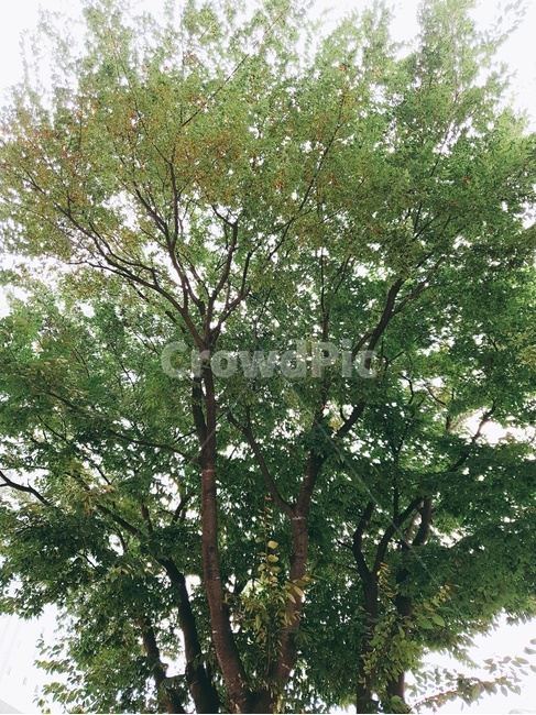 tree,나무,plant,나무줄기,treetrunk,식물,자연,plants,nature