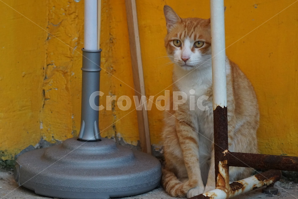 고양이,애완동물,동물,귀여운,cat,animal,pet,동물,animal,포유류,mammal,고양이,cat,kitten,kitty