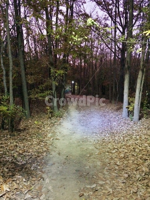 오솔길,path,나무,저녁산길,좁은길