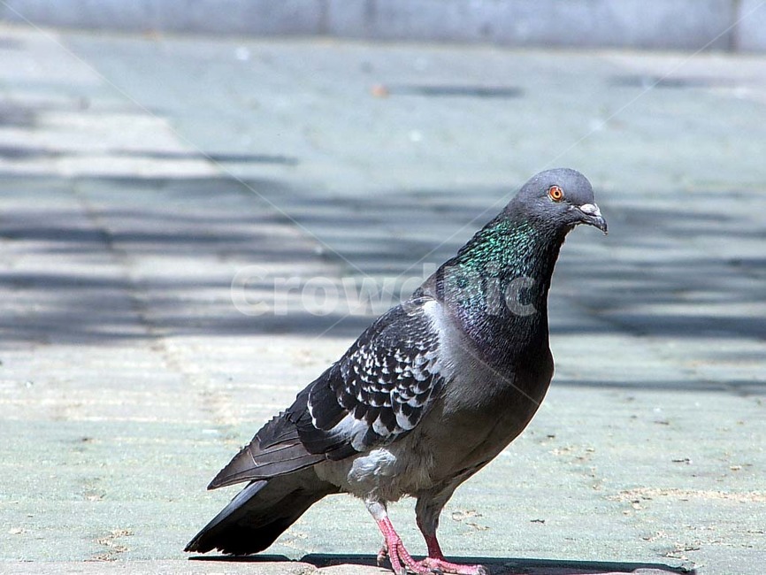 새,조류,비둘기,날개,bird,동물,animal,조류,새,birds