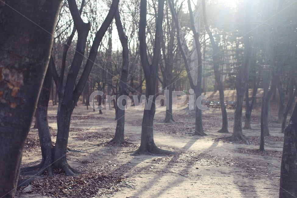 공원,빛,벤치,빛내림,한적한공원,따뜻함,자연,풍경,nature,landscape,식물,plants,나무,trees,wood,휴식,힐링,rest,relaxation,healing,plant,tree,vegetation,초목,outdoors,옥외,woodland,삼림지,forest,숲,land,땅,tree trunk,나무 줄기,grove,작은 숲