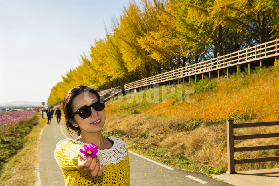 가을,은행나무,은행나무길,꽃,여자,여인,코스모스,러브,하늘,선글라스,노랑,lady,women,감성사진,여행,나무,힐링,공원,park,소녀,계절,season,사람,people,모델,뒷모습,은행잎,풍경,도시,강,배경,단풍,선명한,화사한,fall,autumn,식물,자연,plants,nature,trees,wood,인물,인간,human,person,여성,woman,female,고독함,외로움,쓸쓸함,우울함,슬픔,lonely,solitarytreeplant,가을,계절,fall,autumn,season,사람,인물,인간,human,person,얼굴표정,facial expression,face,여성,여자,woman,female,lady,sunglasses,색안경