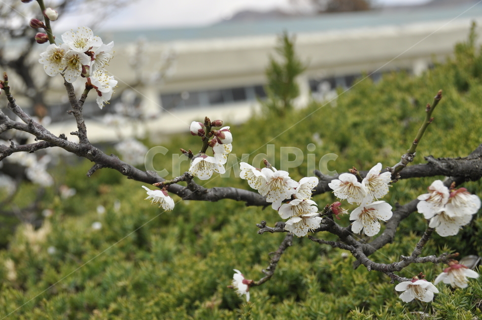 plant,식물,매화,꽃,들,식물,자연,plants,nature,꽃,flower