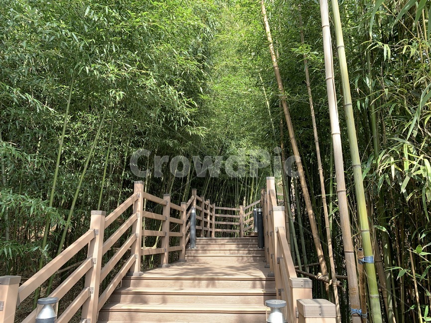 대나무,대나무숲,죽림,자연,초록색,bamboo,bamboogrove