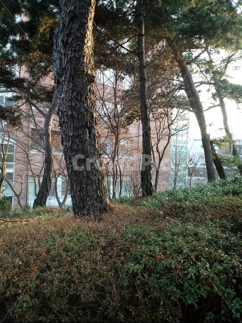 나무,나무줄기,나무가지,식물,tree,treetrunk,plant,소나무,건물,잎