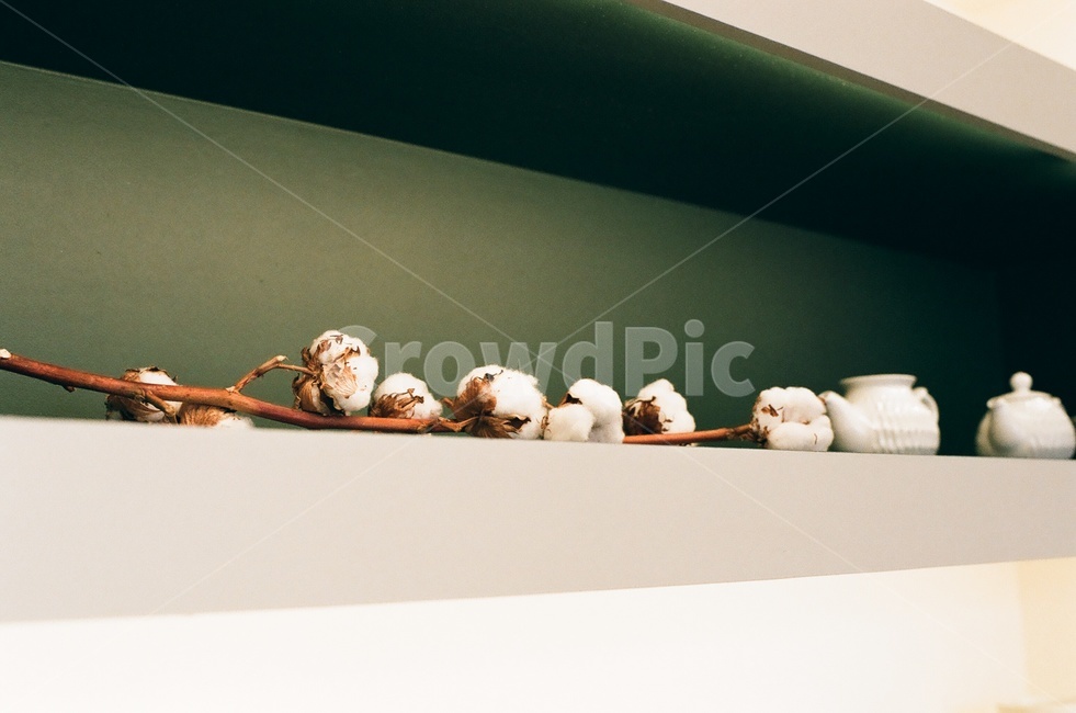 목화,꽃,목화솜,식물,자연,꽃,flower,감성,sensible,feeling,인테리어,실내디자인,interior design