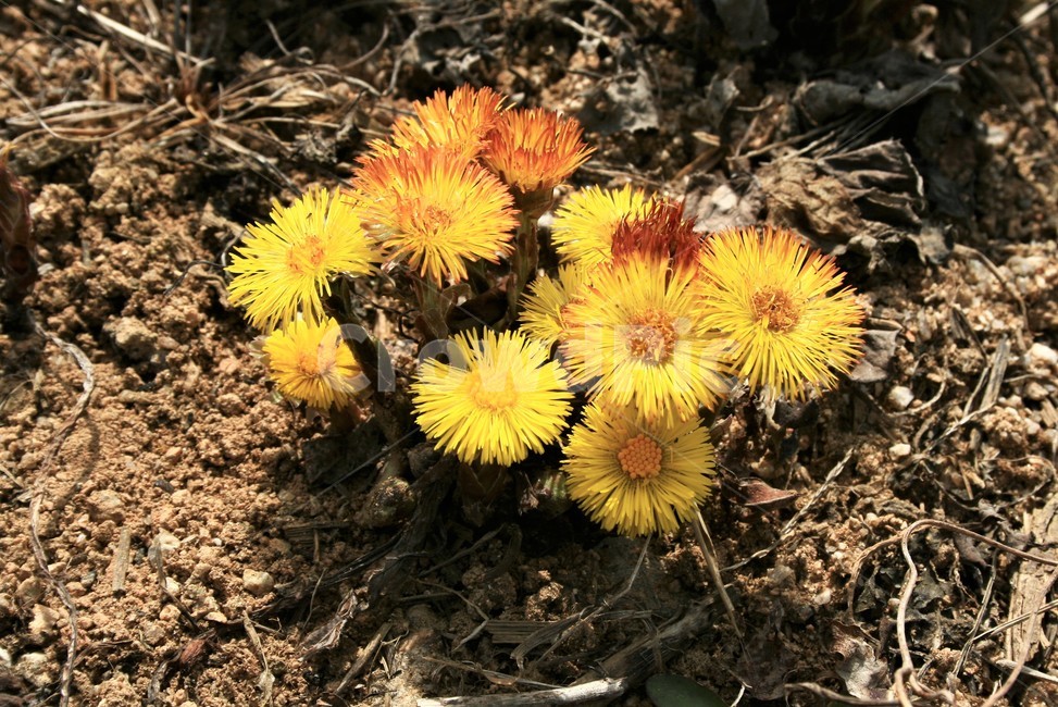 관동화,국화과,여러해살이풀,유독성,발암성,식물,봄꽃,식물,자연,plants,nature,꽃,flower