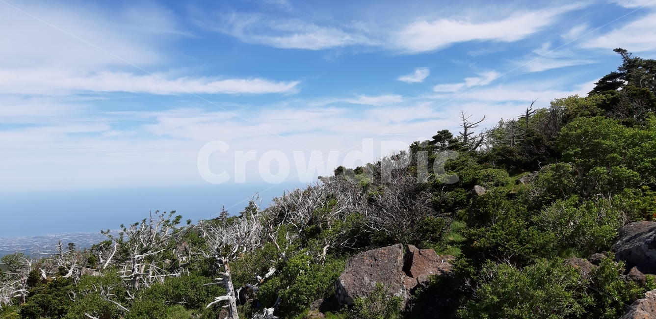 제주도,한라산,영실코스,고사목,구상나무