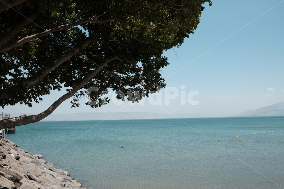 이스라엘,성지순례,갈릴리,게네사렛,호수,자연,풍경,nature,landscape,tree,나무,plant,식물