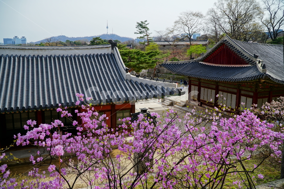 창경궁,서울,한국,벚꽃,매실나무,korea,대한민국,seoul,혜화,헤화역,혜화동,4월,april,봄,spring,봄꽃,풍경,landscape,조선,조선시대,조선왕조,궁전,궁궐,왕궁,나무,자연,nature,한옥,tree,palace,한국문화,한국전통,전통문화,전통,문화,한국적인,한국풍경,역사,히스토리,history,한국전통,한국문화,korean traditional,korean culture,건축물,건물외관,exterior,building,structure,architecture,construction