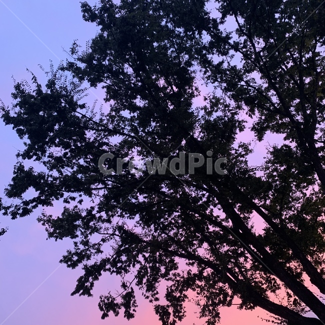 tree,나무,plant,식물,silhouette,실루엣,식물,자연,plants,nature,나무,trees,wood