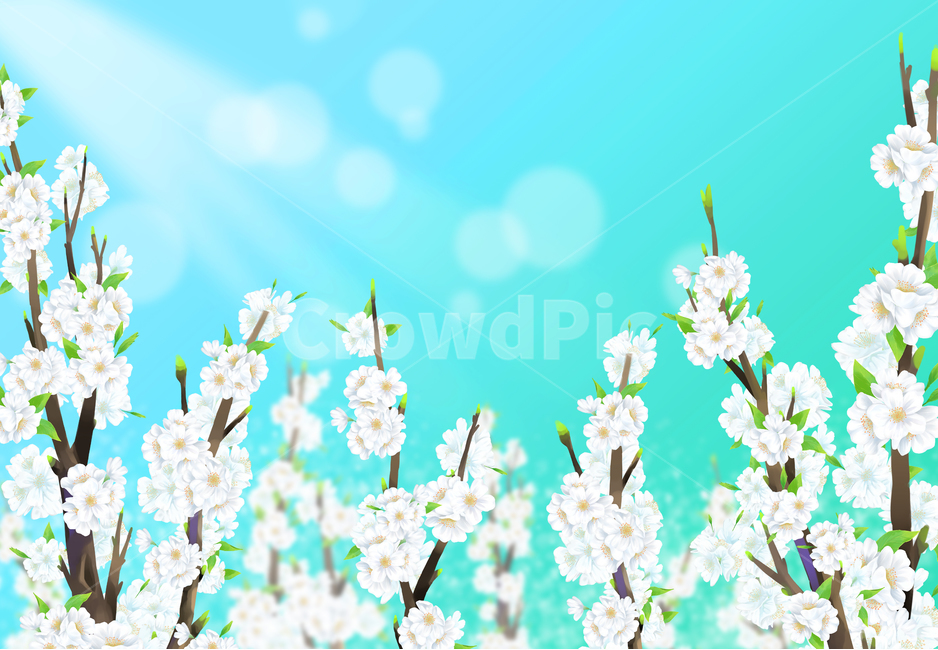 벚꽃,봄,나무,여름,하얀,꽃잎,잎,사쿠라,벚꽃일러스트,일러스트,꽃일러스트,체리,분기,시즌,4월,풍경,아름다운,아름다움,꽃이만발한,식물학,꽃봉오리,장식,디자인,꽃,신선한,정원,원예,일본,동양식물,낭만,환경,꽃정원,매크로,자연,식물,계절,꽃놀이,벚꽃구경,벚꽃축제,만발,만발한,흐드러진,컨셉,벚꽃세상,벚꽃놀이,꽃풍경,자연경치,설렘,예쁜,배경,따스한배경,화사한,cherryblossom,spring,cherry,blossom,nature,flower,tree,background,beautiful,white,season,bloom,plant,beauty,natural,petal,fresh,flora,botany,april,blossoming,springtime,flowers,landscape,cherryillustration,illustration,flowerillustration,gardening,orientalplants,romantic,plants,macro,seasons,cherryblossomviewing,cherryblossomworld,flowerscenery,naturalscenery,flutter,pretty,warmbackground,japaneseflower,파랑,파란,하늘,푸른,푸른하늘,햇살,따뜻한,컬러,빛,줄기,햇빛,화창한,청명한하늘,sky,blue,bluesky,sunshine,warm,color,light,stem,sunlight,sunny,clearsky