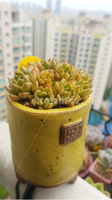 다육이,화분,하늘,식물,화초,노랑,배경,식물,자연,plants,nature,실내용화초,화분,화초,house plant