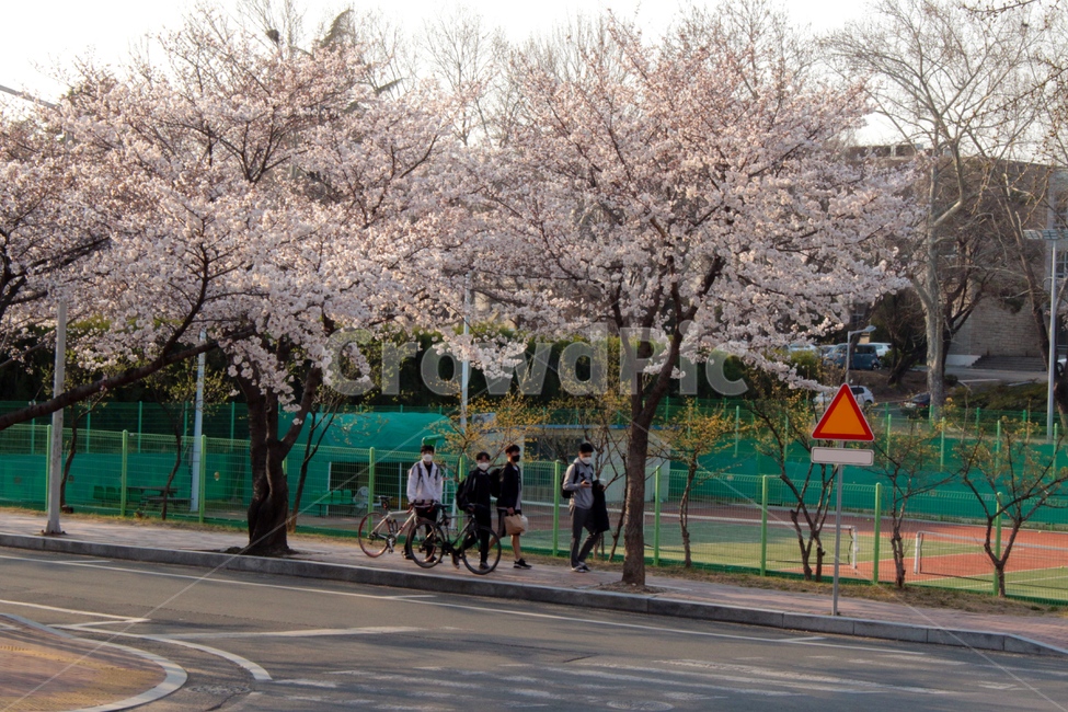 human,식물,flower,인간,person,blossom,사람,plant,꽃,벚나무,벚꽃,도로,행인,대구,경북대,경북대학교,산격동,캠퍼스,대학교