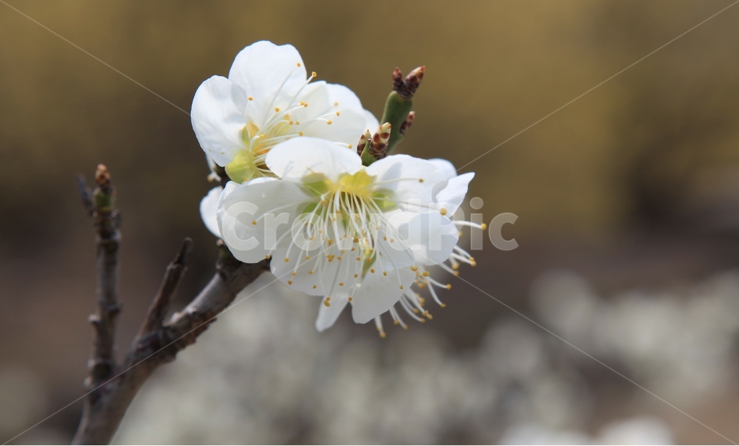 봄,봄꽃,매화,매화꽃,봄날,꽃잎,봄,계절,spring,season,식물,자연,plants,nature,꽃,flower,plant