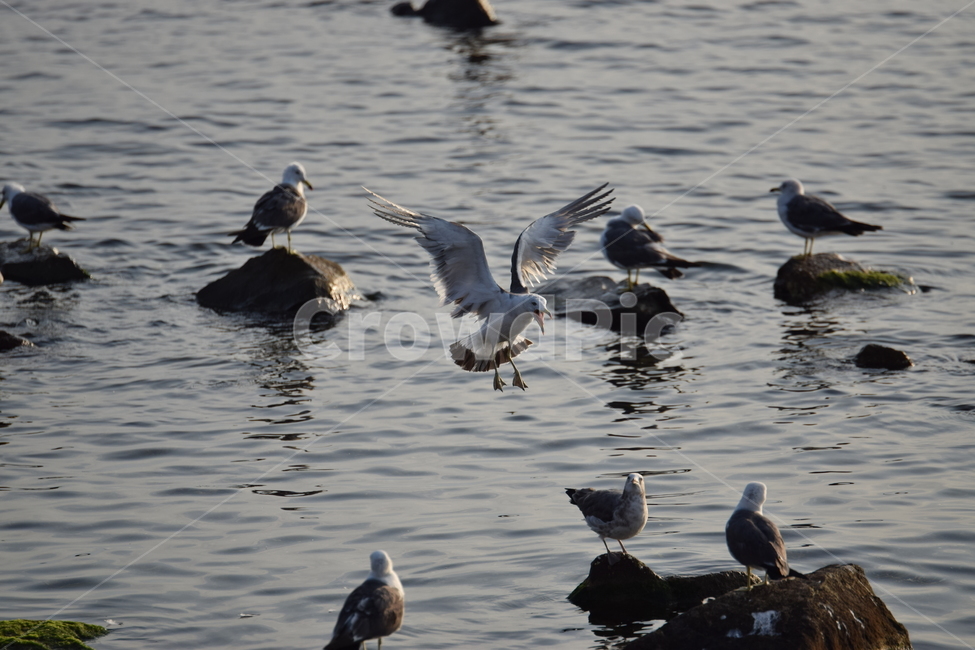바다,갈매기,새,여름,포항,동물,animal,조류,새,birds
