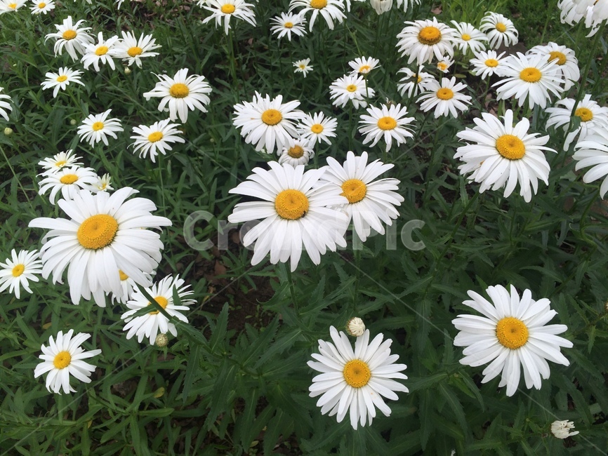 꽃,하얀꽃,들꽃,들판,길가,봄,감성,하루,식물,자연,plants,nature,꽃,flower