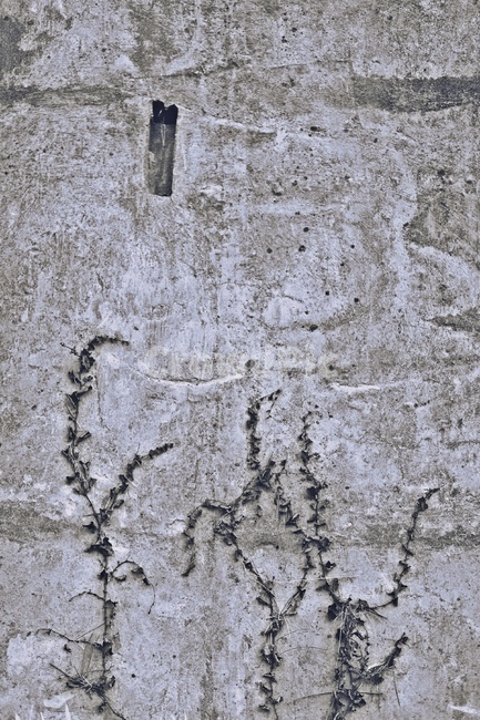 덩굴,콘크리트벽,흑백사진,monochromephotograph,creeper,concretewall,텍스처,질감,패턴,texture,pattern