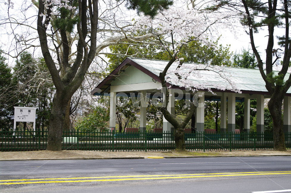 간이역,역사,봄,나무,벚꽃,건물,봄,계절,spring,season,gazebo,전망대