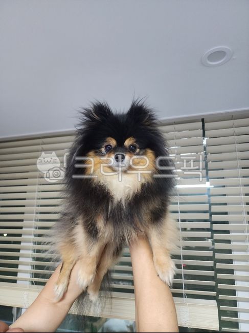 강아지,포메라니안,블랙탄,미모견,포메