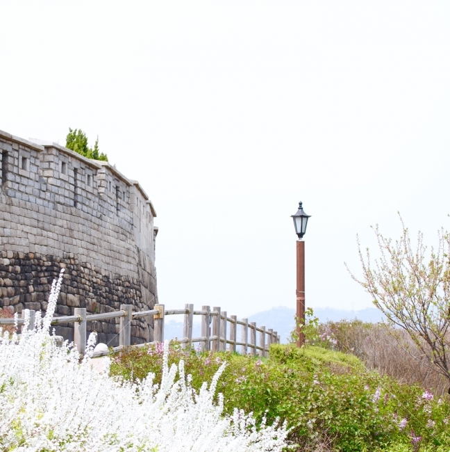 꽃,봄,벚꽃,하늘,나무,자연,개화,개화기,꽃봉오리,낙산공원,낙산,성벽,성곽,성곽길,공원,가로수,가로등,울타리,자연,풍경,nature,landscape,봄,계절,spring,season,한국전통,한국문화,korean traditional,korean culture