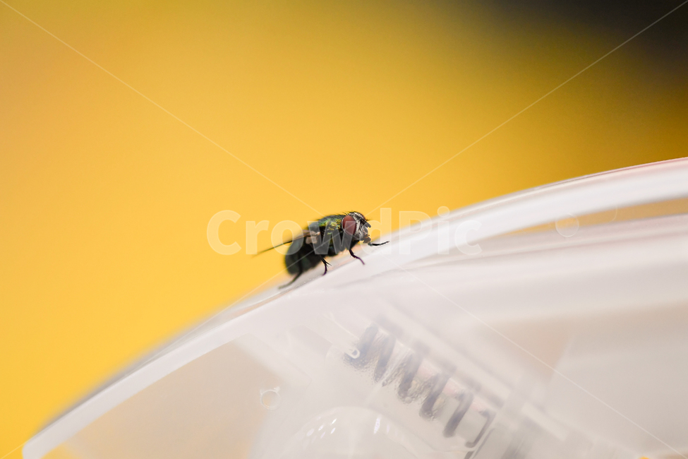 파리,똥파리,파리접사,파리눈,파리날개,살아있는파리,곤충,벌레,insect,bug