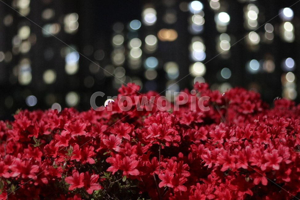 야경,잎,나무,푸르름,봄,밤,불,식물,자연,plants,nature,꽃,flower