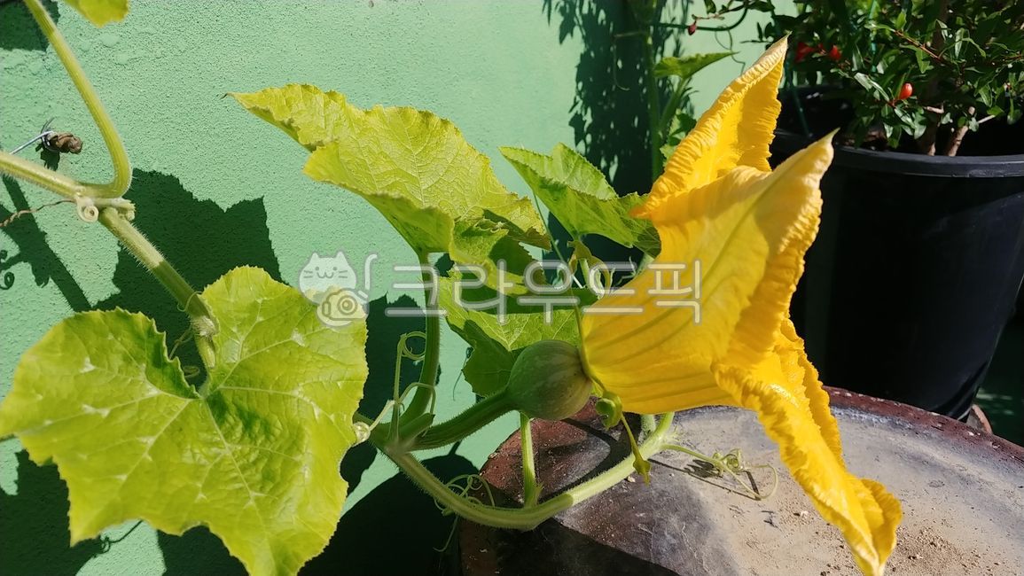 squash,pumpkin leaves,plant,pumpkin,pumpkin flower
