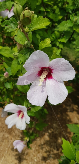 꽃,무궁화,분홍,핑크,우리나라,대한민국,나무,자연,정원,plant,식물