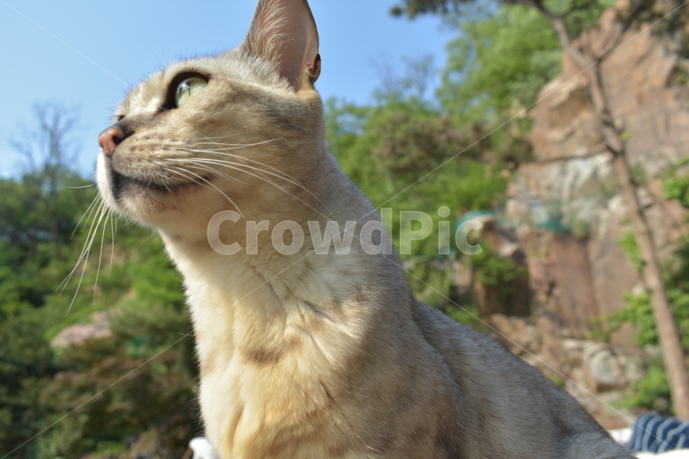 고양이,미묘,cat,자연,귀여운