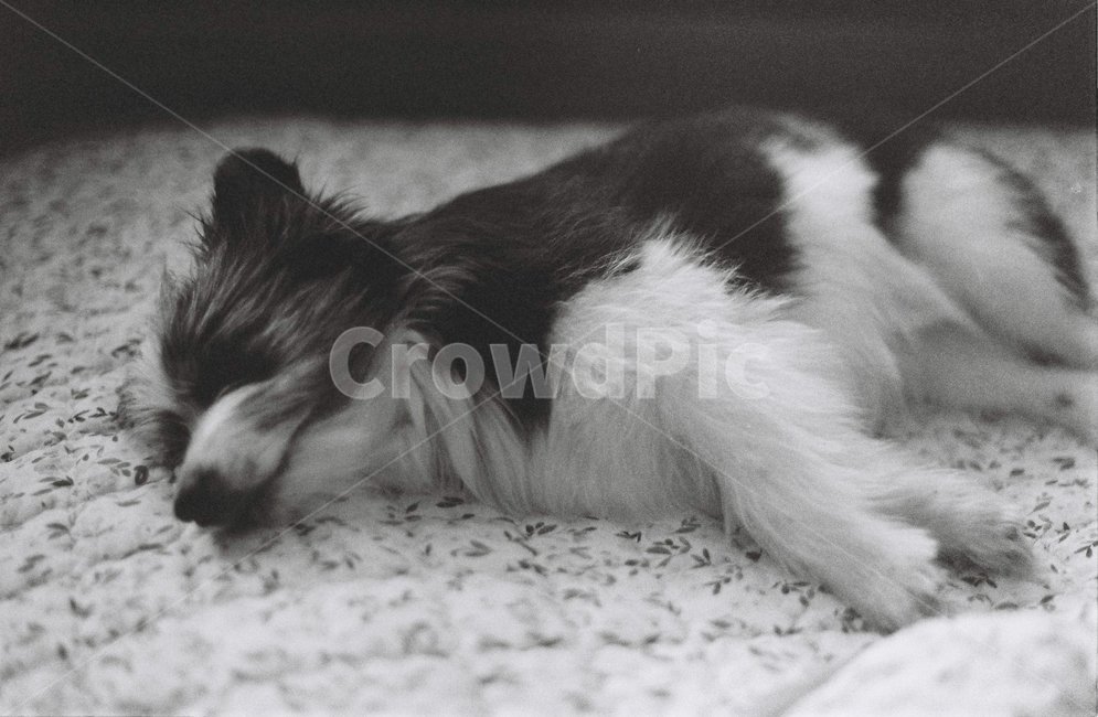 흑백,필름사진,강아지,개,반려견,침대,자고있는강아지,dog,puppy,film,blackandwhite