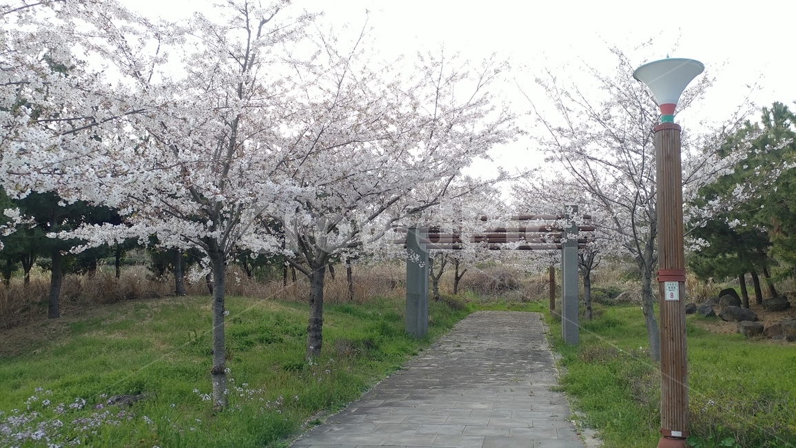 공원,산책로,제주벚꽃,벚꽃,나들이,자연,풍경,nature,landscape