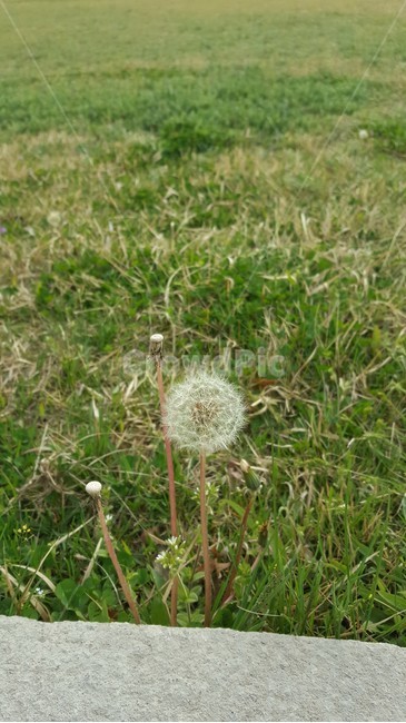 plant,식물,flower,꽃,blossom,민들레,하얀,민들레씨,들판