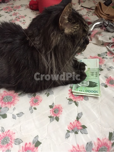 돈버는고양이,고양이,귀여운고양이,신기한고양이,이쁜고양이