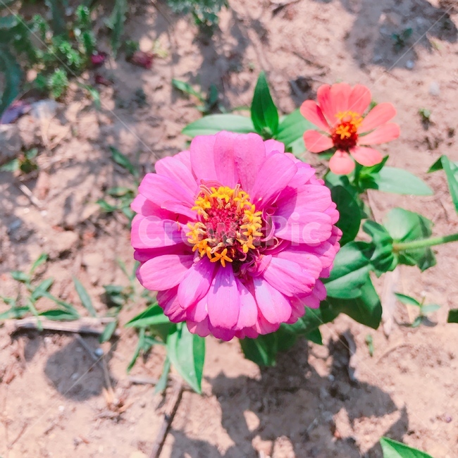 plant,식물,꽃,꽃송이,자연,핑크,식물,자연,plants,nature,꽃,flower