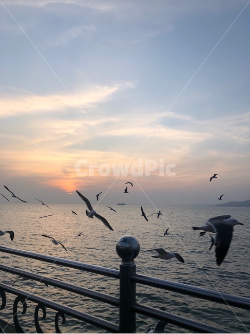 월미도,바다,갈매기,하늘,구름,자연,석양,flock,animal,동물,bird,새