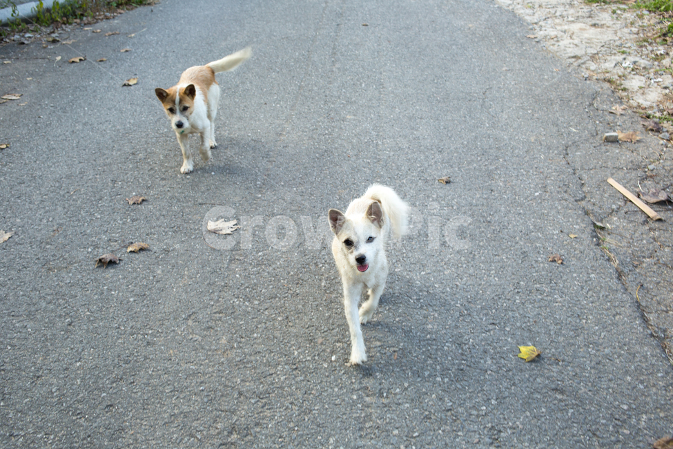 동물,개,강아지,dog,animal,동물,animal,포유류,mammal,개,강아지,dog,doggy
