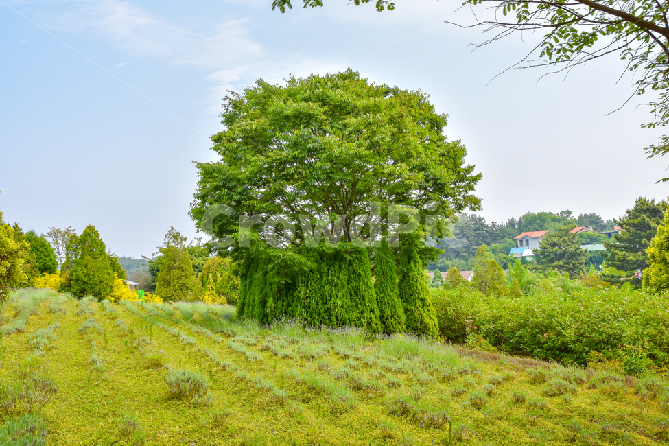 나무,힐링,자연,휴식,식물,healing,plants,nature,잎,녹색풍경,눈정화,정화