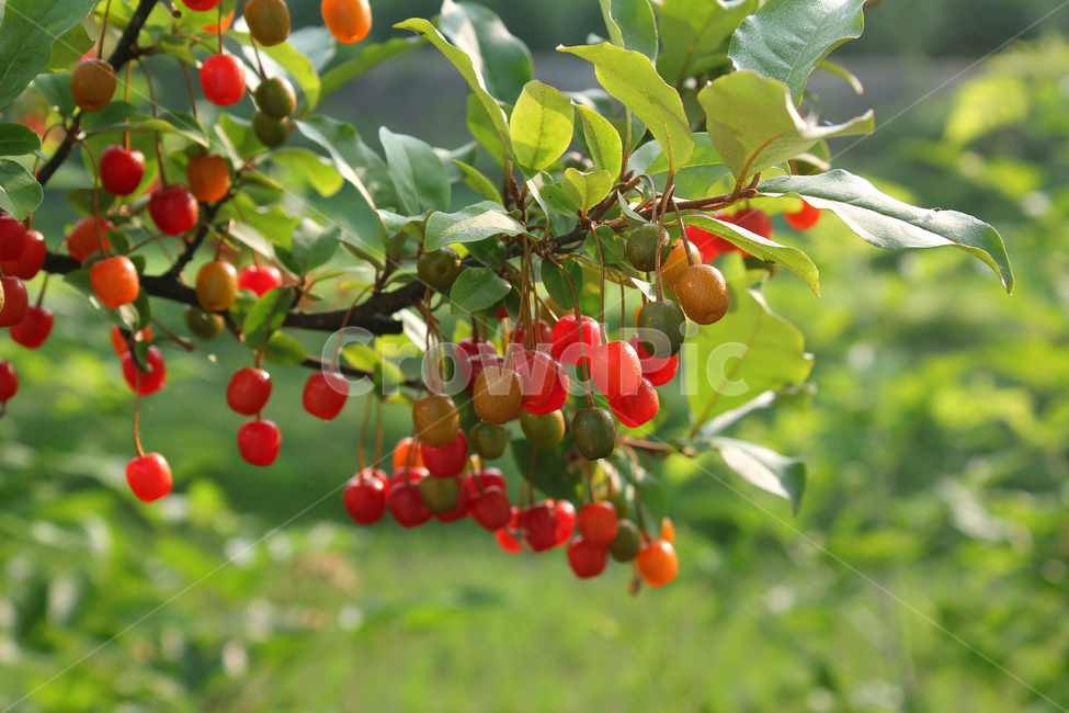 branch,bush,cherry,closeup,열매,과일,식물,나무,정원,그린,녹색,잎,나뭇잎,잎사귀,자연,elaeagnus,elaeagnusumbellata,fresh,fruit,fruits,garden,green,leaf,natural,nature,oleaster,oliveberries,plant,ripe,가지,나뭇가지,보리수,보리수나무,잘익은,익은,shrub,tree,umbellata,레드,빨강,빨강색,red,식물,자연,plants,nature,과일,열매,fruit