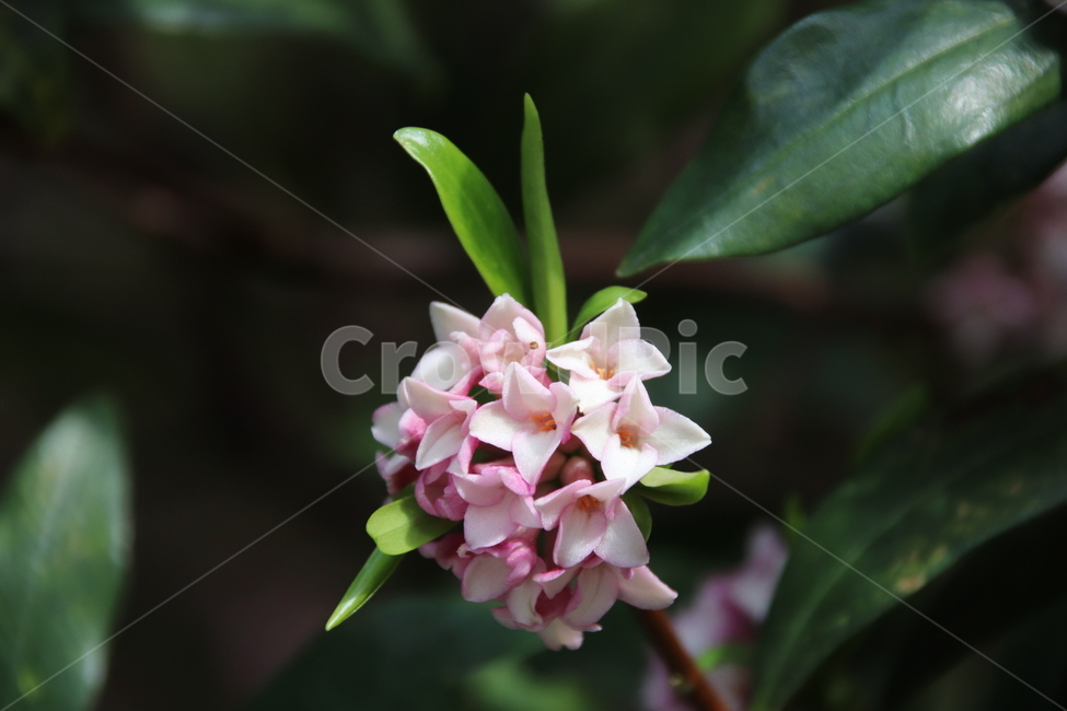 꽃,꽃나무,자연,풍경,봄,봄,계절,spring,season,식물,자연,plants,nature,꽃,flower,plant,blossom