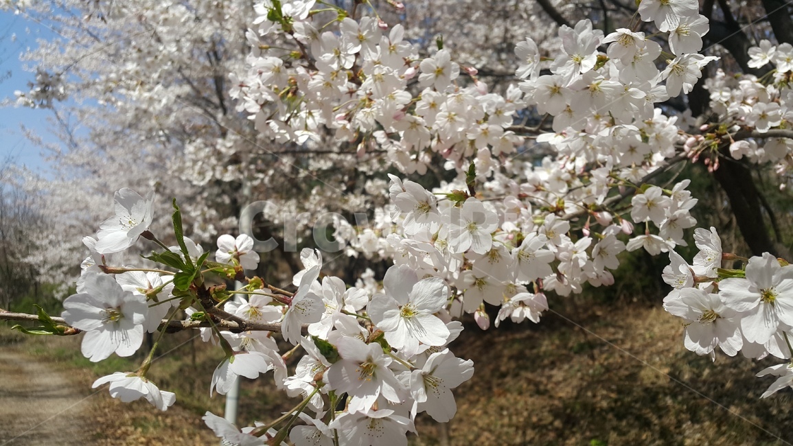 벚꽃,사쿠라,벚나무,봄,한들한들
