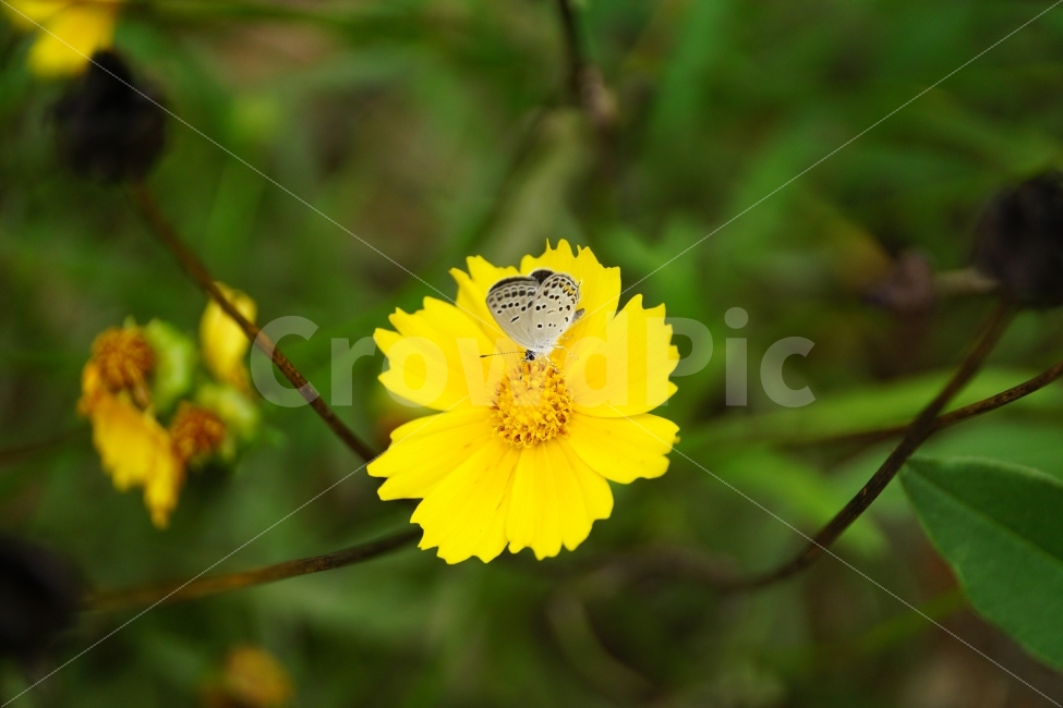 금계국,꽃,플라워,식물,나비,곤충,동물,자연,flower,insect,butterfly,nature,식물,자연,plants,nature,동물,animal,곤충,벌레,insect,bug,꽃,flower