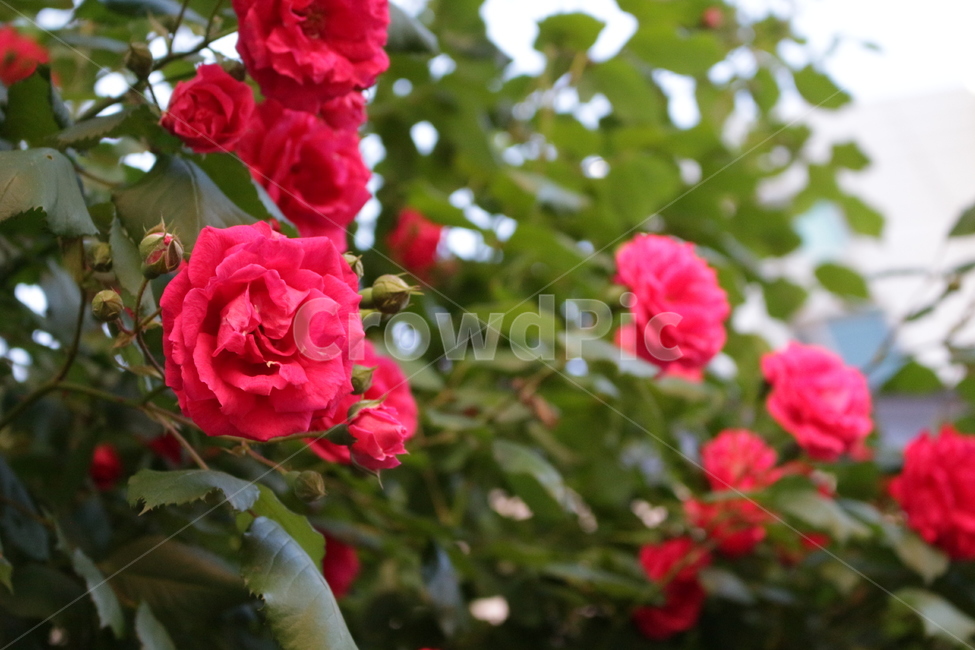 꽃,들꽃,접사,감성,자연,식물,자연,plants,nature,꽃,flower