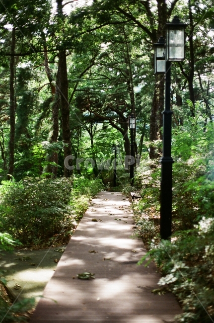 산책,산책로,뒷동산,그늘,동산,걷기,운동,길,혼자,조용한길,필름,자연,풍경,nature,landscape,휴식,힐링,rest,relaxation,healing,path,통로
