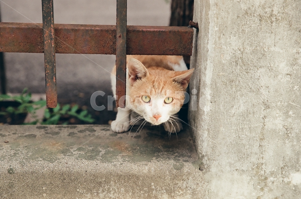 귀여움,야옹,반려동물,cats,mammals,animals,cute,meow,pets,mammal,포유류,cat,고양이,pet,abyssinian,동물,animal,아비시니안,manx,동물,animal,포유류,mammal,고양이,cat,kitten,kitty